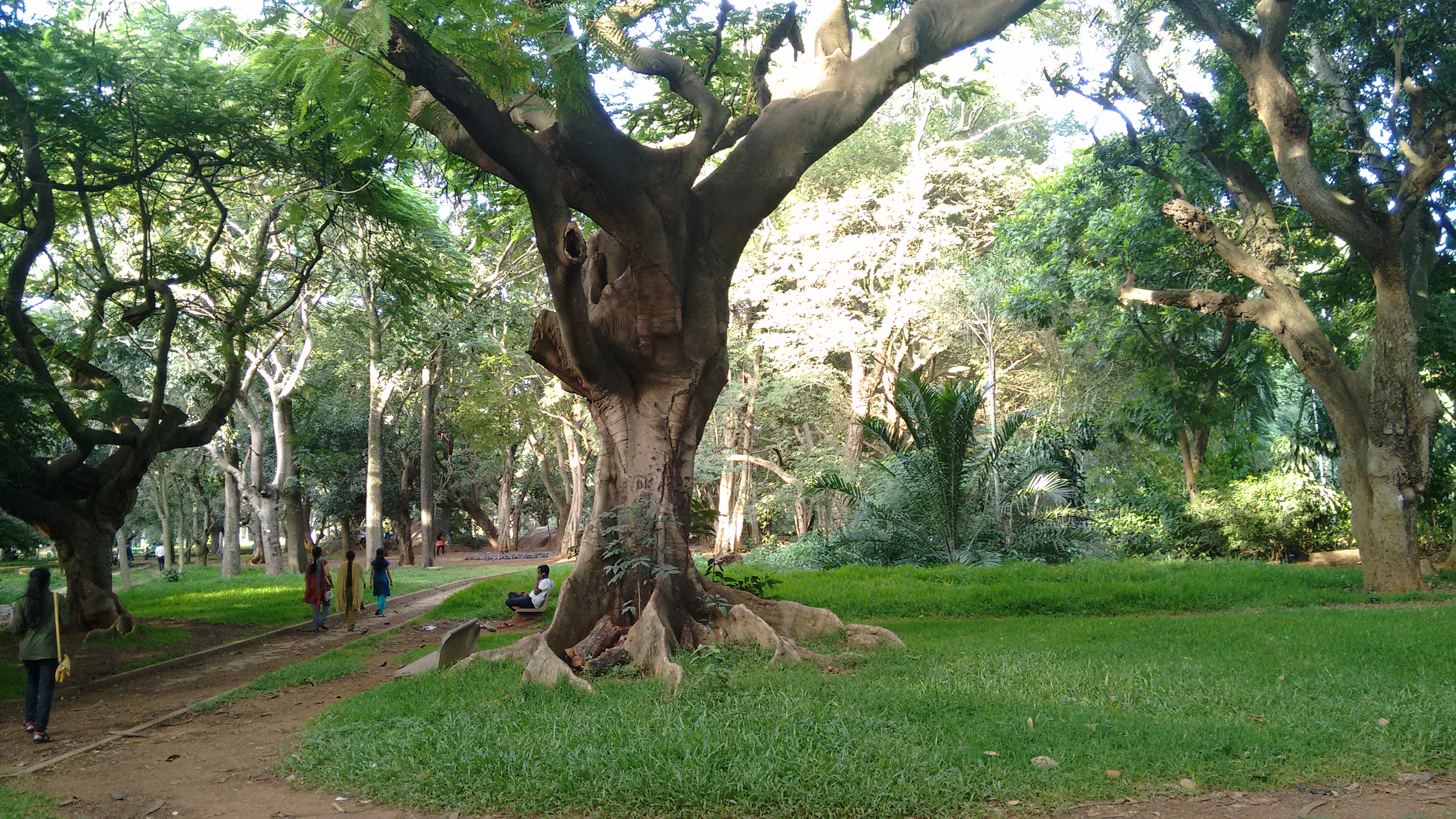 Tree canopy and park paths, stand-in mood for Bannerghatta forest edge