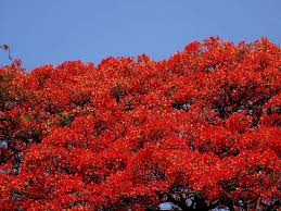 Flowering colour along a Bangalore street tree